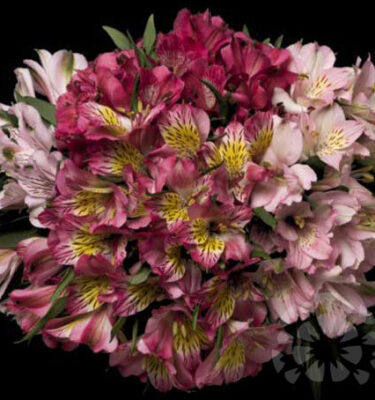 PINK - ALSTROEMERIAS