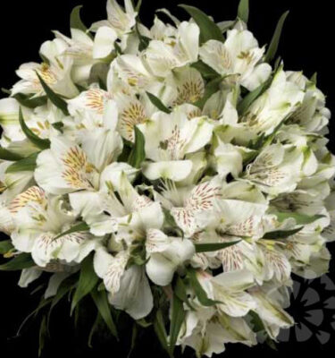 WHITE - ALSTROEMERIAS