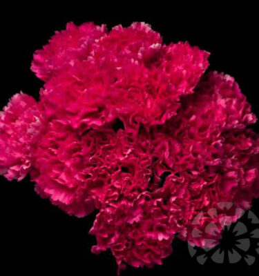 CINDERELLA - CARNATION