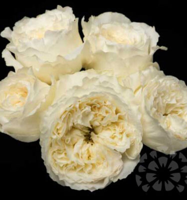 PATIENCE - DAVID AUSTIN GARDEN ROSES