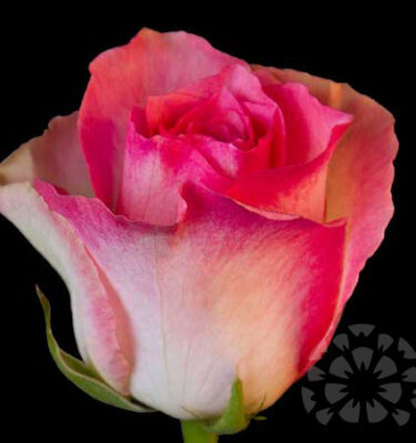 MALIBU - ROSES