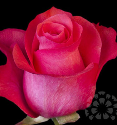 PINK LOVE - ROSES