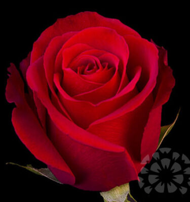Sexy Red Roses Ecuador