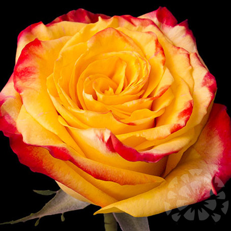 YELLOW FLAME - ROSES - Impexflowers