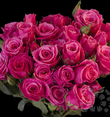 PINK - SPRAY ROSES