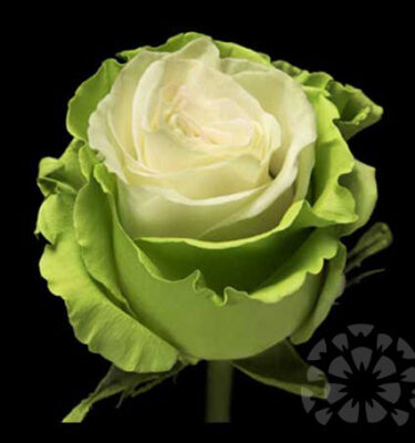 SOUL GREEN - TINTED AND GLITERING ROSES