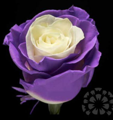 SOUL PURPLE - TINTED AND GLITERING ROSES