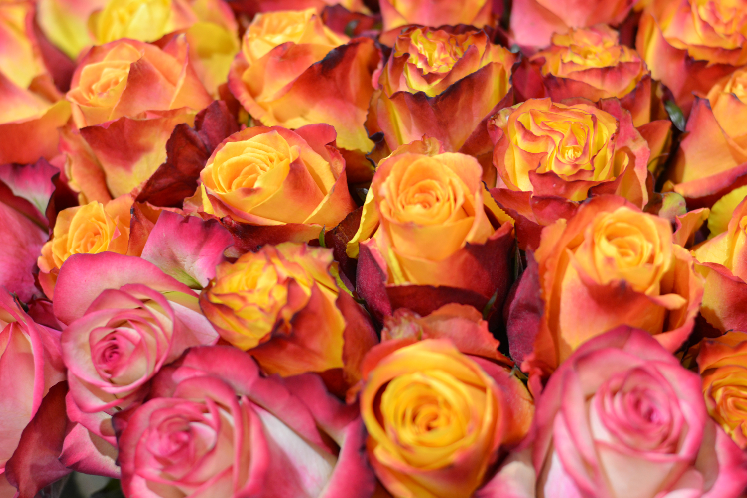 Impex Flowers products Ecuador Roses