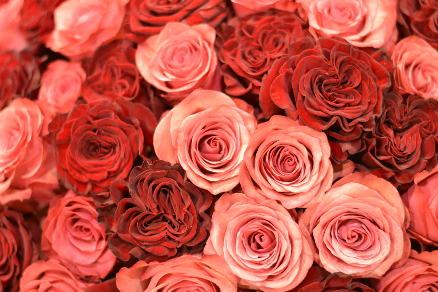 Impex Flowers products Ecuador Roses