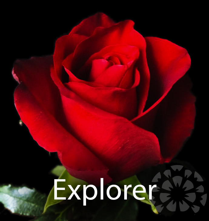 impex flowers explorer rose variety flowerwith text