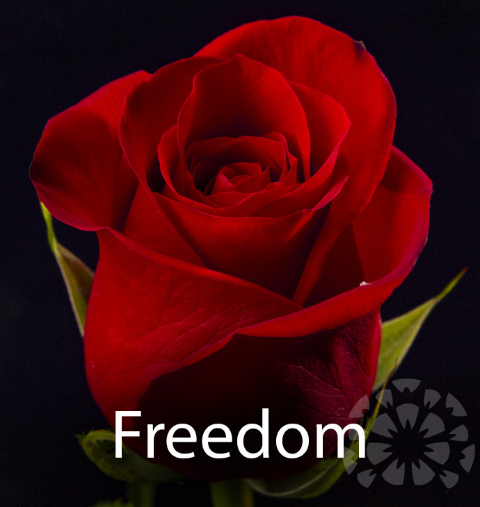 impex flowers freedom rose variety flower text