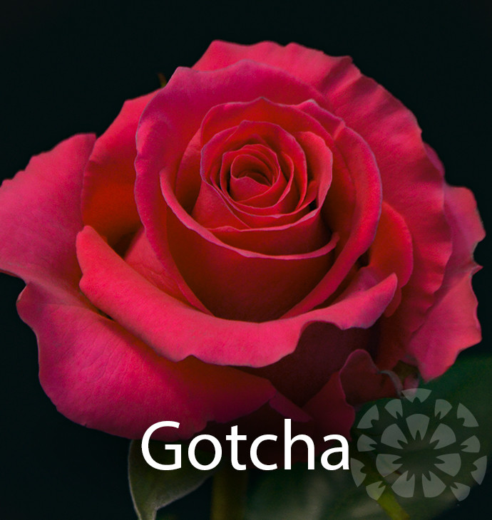 impex flowers gotcha rose variety flower text