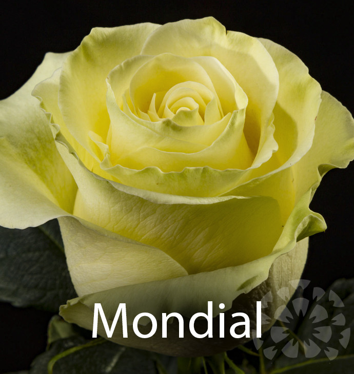 impex flowers mondial rose variety flower text