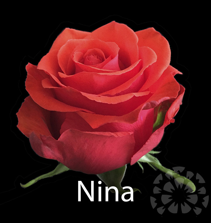 impex flowers ninarose variety flower text
