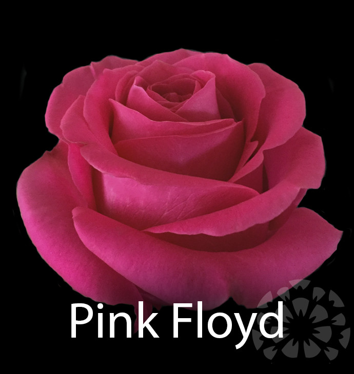 impex flowers pink floyd rose variety flower text