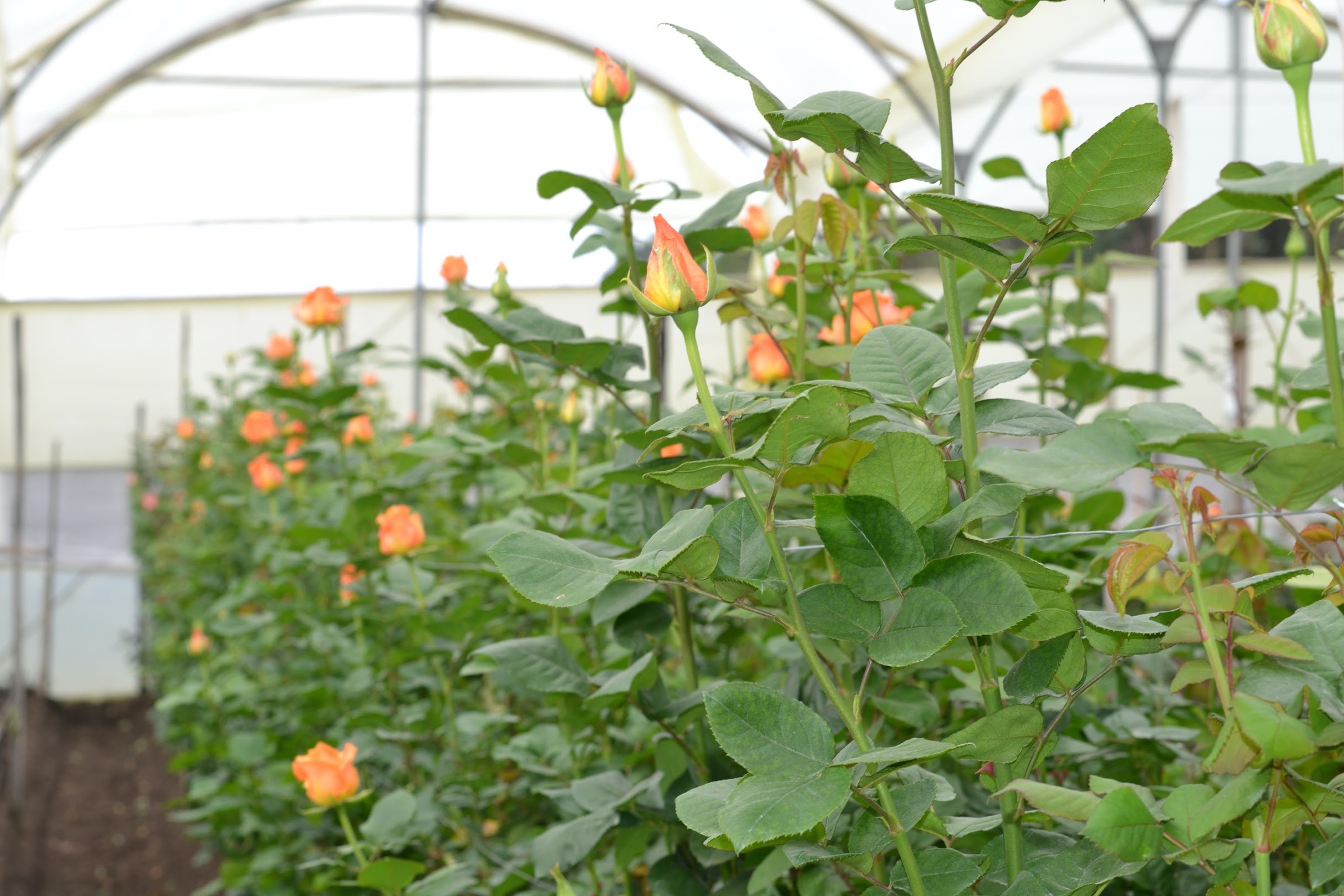 impex flowers farm rose floribella