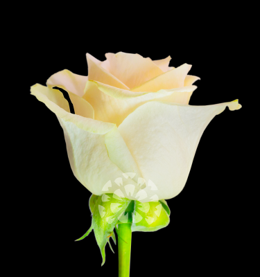 vendela rose variety ecuador impex flowers