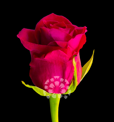 gotcha rose variety ecuador impex flowers