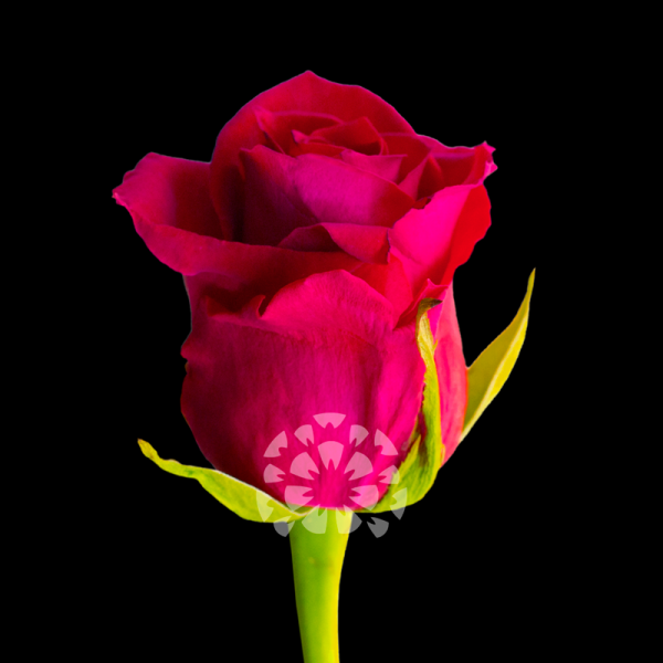 gotcha rose variety ecuador impex flowers