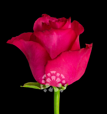 lola rose variety ecuador impex flowers