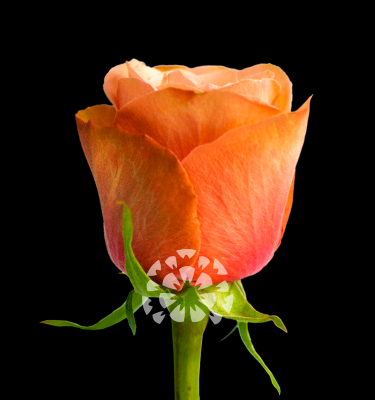 kahala rose variety ecuador impex flowers