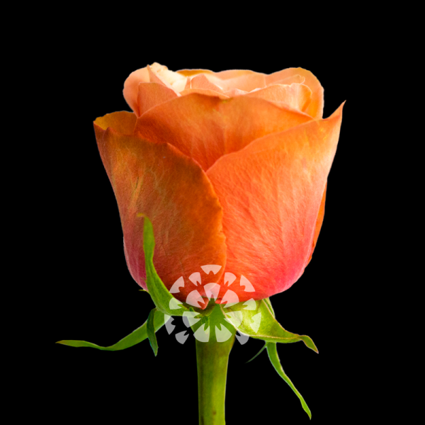 kahala rose variety ecuador impex flowers