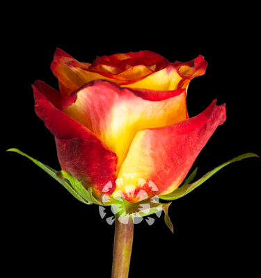 high & magic rose variety ecuador impex flowers