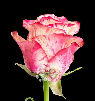 magic times rose variety ecuador impex flowers